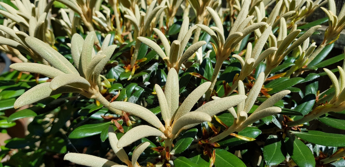 R. yakushimanum 'Schneekissen'